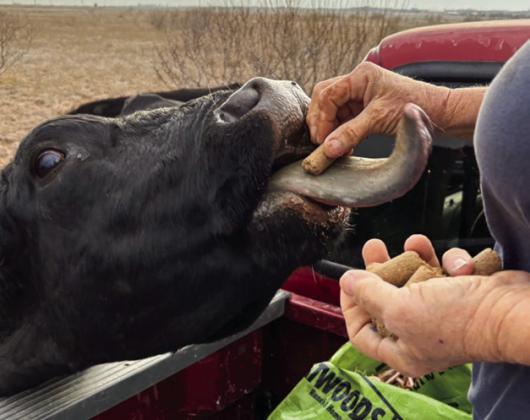 Put ‘er right there! Little Rita sticks out her neck and then, her tongue to beg for feed cubes. If you feed cows in the winter, you know they don’t want you to lose your job. The hand with the cube is the one that writes this column. TERRI DRAKE PHOTO