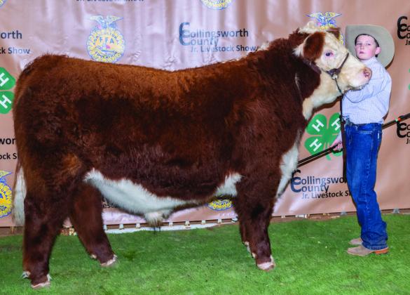 Jacob Page shows the Reserve Breed Champion English Cross Steer, purchased by Circle TK Land and Cattle at the Premium Sale.