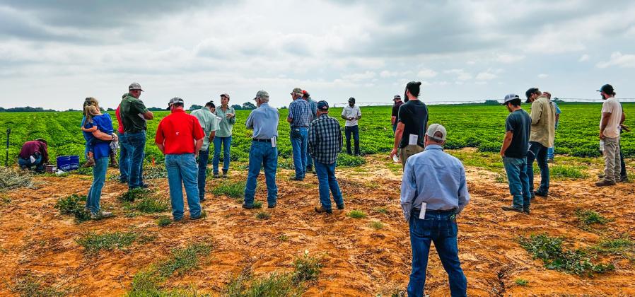 Texas A&amp;amp;M AgriLife Extension Agronomist for the Rollings Plains Emi Kimura describes the flourishing peanut crop trials, established by Rex Henard Farms, during the Friday, Sept. 5 Collingsworth County Crop Tour.
