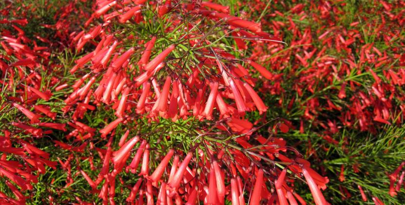 The firecracker plant’s blooms provide fiery bursts of color all season long. Their tubular shape are also attractive to hummingbirds. Texas A&amp;amp;M AgriLife/ Mike Arnold