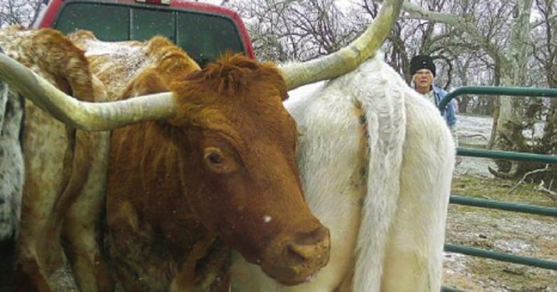 Longhorn Little Mamou heads for forbidden territory just before columnist Hanaba Munn Welch somehow manages to close the gate. Photo Courtesy of Hanaba Munn Welch