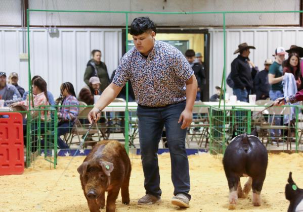 Hall County Jr. Livestock Show exhibitors takes the ring