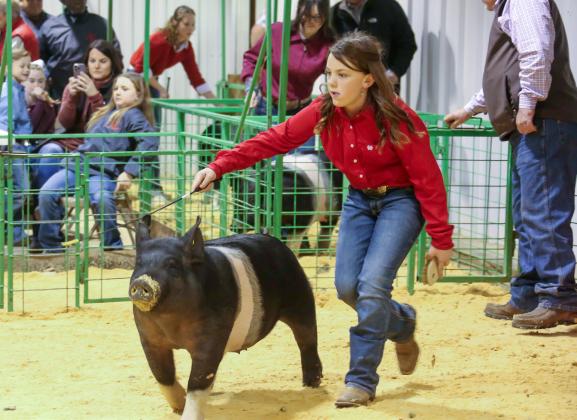 Hall County Jr. Livestock Show exhibitors takes the ring