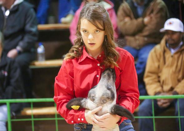 Hall County Jr. Livestock Show exhibitors takes the ring