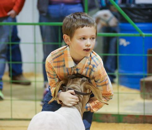 Over 35 exhibitors take the ring during the Hall County Jr. Livestock Show Saturday, Jan. 20. KKR Photography