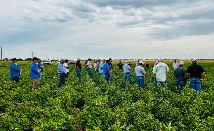 For the first stop on the 2025 Collingsworth County Crop Tour Friday morning, Sept. 5, participants gather at the cotton trials at Wischkeamper Farms, located north of Quail on FM 1547. Observing the high level of performance evident in the cotton trials, Doug Cossey, BASF-Fibermax representative, and Tyson Schulte, Delta Pine representative, address the crowd.