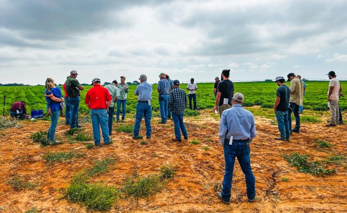 Texas A&amp;M AgriLife Extension Agronomist for the Rollings Plains Emi Kimura describes the flourishing peanut crop trials, established by Rex Henard Farms, during the Friday, Sept. 5 Collingsworth County Crop Tour.