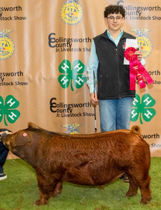 Jeremiah Hamby exhibits the Reserve Breed Dark Other Pure Breeds (DOPB), purchased by JP Cattle Co. at the Premium Sale.