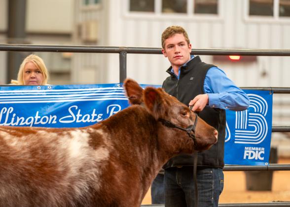 Childress’ Cutter Bruce exhibits cattle during the Childress County Youth Project Show Saturday, Jan. 10 at the Mashburn Event Center and Arena.