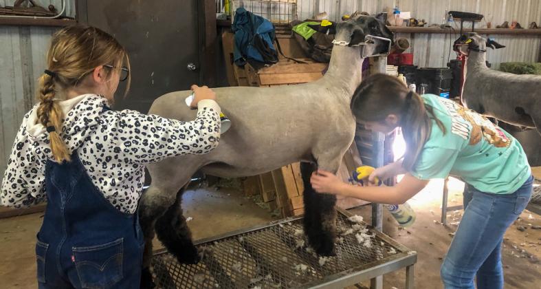 Wellington Elementary School fifth-grader Evelyn Henard, left, and Wellington Junior High School eighth-grader Anna Henard groom their lamb projects Saturday, Jan. 6 for the 2024 Collingsworth County Livestock Show, coming up this weekend on Saturday, Jan. 13. See page 4B for the senior livestock show feature. The Red River Sun/Bev Odom