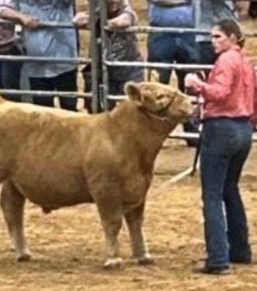 Livestock show senior showcase