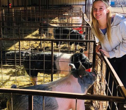 Livestock show senior showcase
