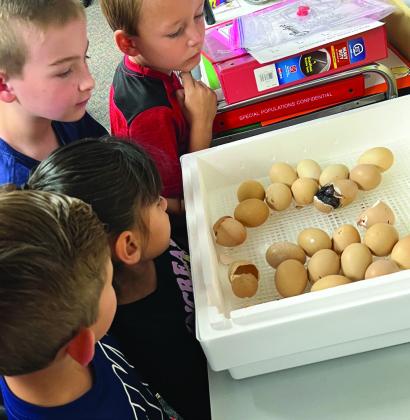 First graders experience life cycle of chicken