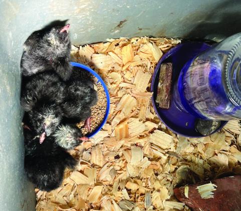 First graders experience life cycle of chicken