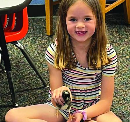 First graders experience life cycle of chicken