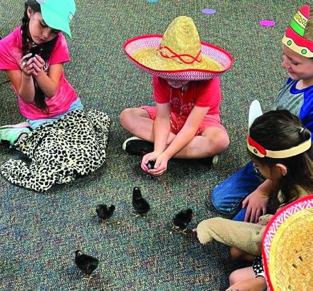 First graders experience life cycle of chicken