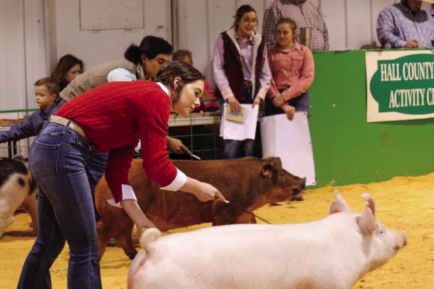 Emma Talley walks her Grand Champion Barrow around the show ring during the Hall County Jr. Livestock Show Saturday, Jan. 21. Photos Courtesy of Hall County Youth Association