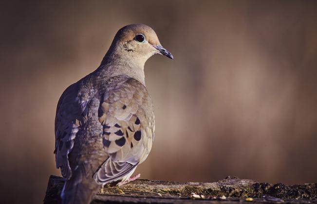 According to Texas Parks and Wildlife Department Program Leader Owen Fitzsimmons, hunting near water will be key this year, due to limited resources caused by record-high temperatures across the state. Courtesy Photo