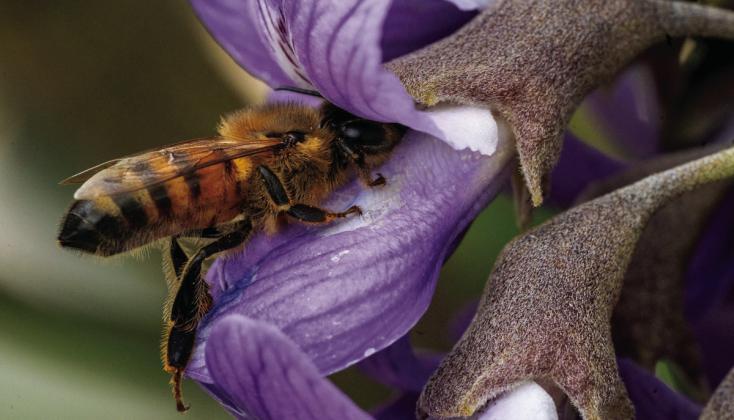 Pollinators have preferences when it comes to the plants they choose to pollinate, so splashing different colors is important to supporting them. Texas A&amp;amp;M AgriLife/Coutrney Sacco