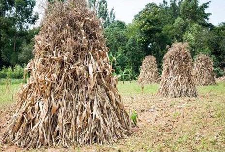 Columnist Jim Leggitt mentions the six acres of maize crop that his dad chose to not finish harvesting on a Sunday morning. A strong wind that Sunday evening flattened the top-heavy stalks, resulting in the crop becoming cattle feed. Courtesy Photo