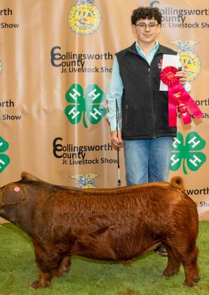 Jeremiah Hamby exhibits the Reserve Breed Dark Other Pure Breeds (DOPB), purchased by JP Cattle Co. at the Premium Sale.