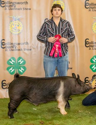 Aison Skelton shows the Reserve Breed Hampshire, purchased by Farmers Cooperative Society #1 at the Premium Sale.