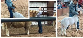 Fifty-four youth exhibited almost 100 animals Saturday, Jan. 13 during the 2024 Collingsworth County Livestock Show at Wellington Fairgrounds. Despite the frigid temperatures, a crowd turned out to cheer for the students and their livestock projects. Watch next week’s issue of “The Red River Sun” for show results. Courtesy Photos