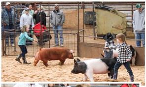 Collingsworth County 4-H and FFA youth exhibit animals