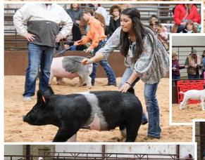 Collingsworth County 4-H and FFA youth exhibit animals