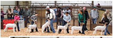 Collingsworth County 4-H and FFA youth exhibit animals