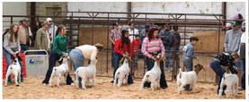 Collingsworth County 4-H and FFA youth exhibit animals