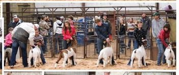 Collingsworth County 4-H and FFA youth exhibit animals