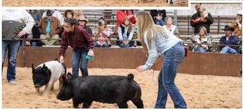 Collingsworth County 4-H and FFA youth exhibit animals