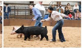 Collingsworth County 4-H and FFA youth exhibit animals