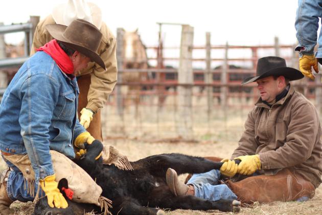 Working cattle on the Mill Iron Ranch, Byron Bell positions a calf with assistance from his son, Jackie Bell, and coowner Al Allred.