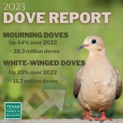 Despite unrelenting summer heat, dove season expected to have soaring numbers