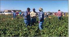 AgriLife Extension hosts 2023 Collingsworth County Crop Tour