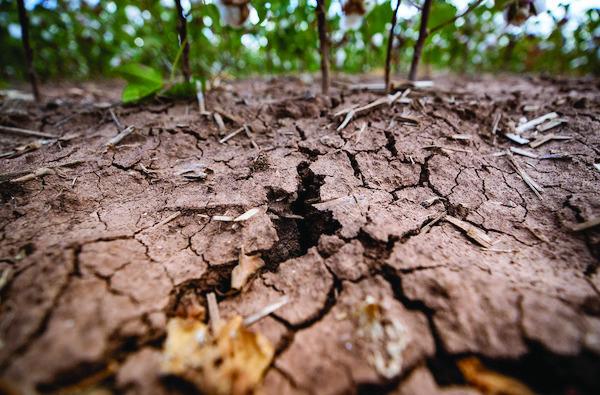 Heat exacerbates summer garden issues for Texans
