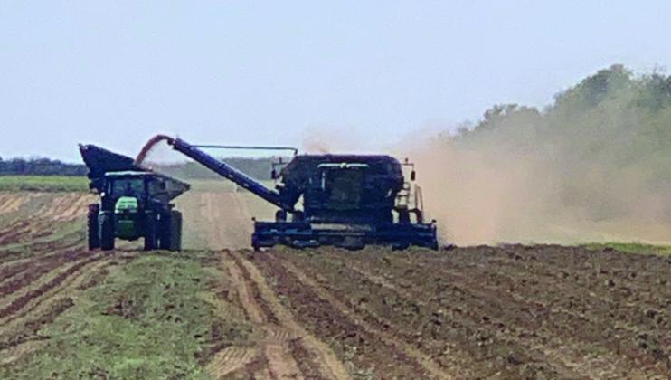 Collingsworth County kicks off 2022 peanut harvest