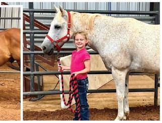 Childress County 4-H Horse Club hosts Halter Clinic