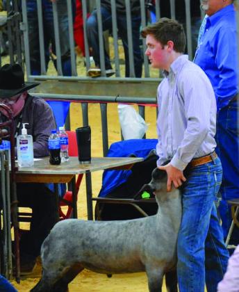 Carson Smith wins seventh place in his class with his sheep at the recent San Angelo Stock Show and Rodeo.