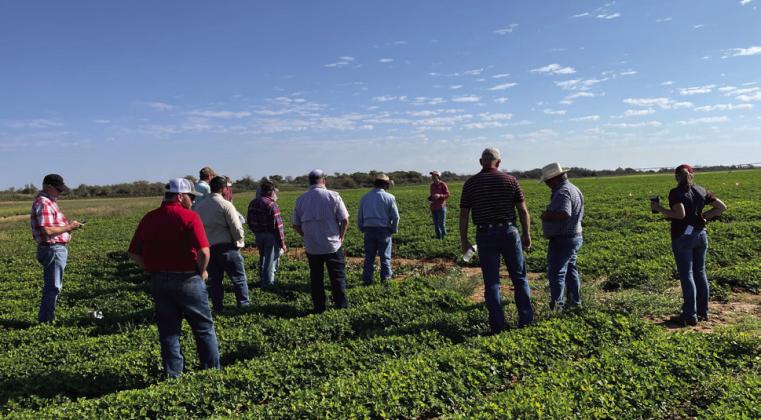 Farm tour participants view Rex Henard’s peanut crop as Dr. Emi Kimura offers her insight on variety trials to analyze growing conditions, the impact of weather patterns, yields and seed varieties.