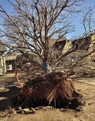 A tree is uprooted in Memphis, which measured 114-mileper- hour winds. Photos Courtesy of Memphis Chamber of Commerce