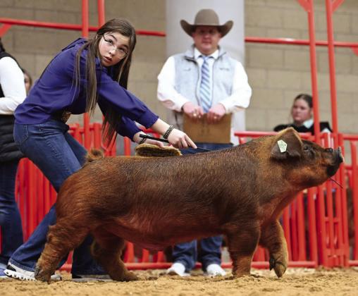 Brylnn Kemp, a Wellington Junior High School seventh grader, shows the second-place Class 6 Lightweight Duroc at the Fort Worth Livestock Show and Rodeo last week. Photos Courtesy of Collingsworth County Livestock Show