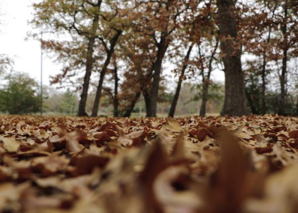 Fallen leaves, while benefiting the ecosystem, can become a wildfire hazard if they remain in the wrong places. Courtesy Photo