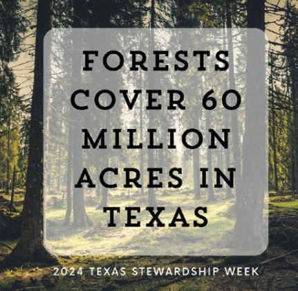 Texas Soil and Water Stewardship Week showcases the significance of forests