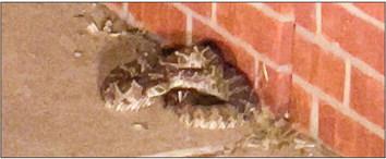 Collingsworth County resident Lucy Owens reports that she nearly got bit leaving work at Wellington Tractor Parts, just south of town on Hwy 83, Monday, Sept. 19 by this “big fella.” Definitely a rattlesnake, she wants to spread the word that it pays to stay alert, especially right now, as rattlesnakes are on the move. Photo Courtesy of Lucy Owens