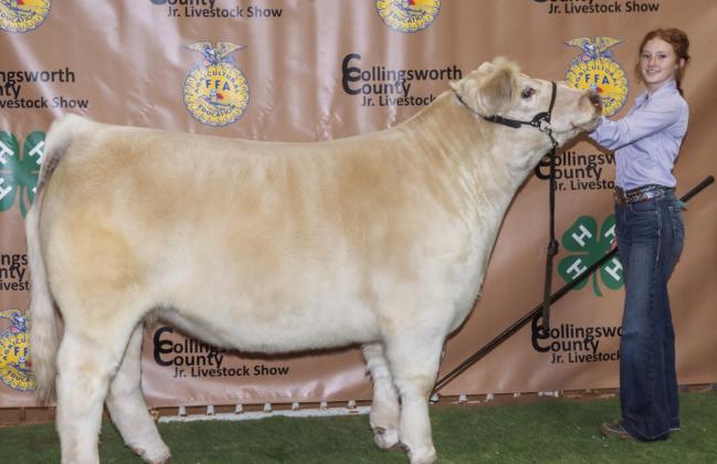 Bailey Page shows the Grand Champion All-Other Breeds (AOB) steer during the Saturday, Jan. 18 Collingsworth County Livestock Show at Wellington Fairgrounds, purchased by Wellington State Bank at the evening Premium Sale. Photos Courtesy of Collingsworth County Livestock Show
