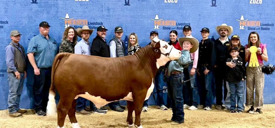 Hall County livestock exhibitors, including Tucker Brooks, who took fifth place with his light-weight polled Hereford, compete at the Houston Livestock Show and Rodeo.