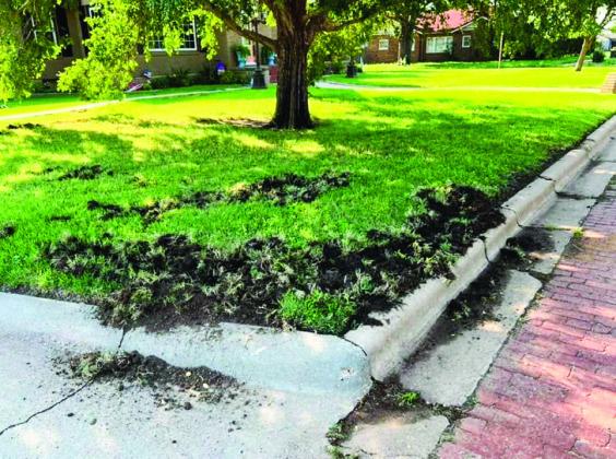Following a week of nightly feral hog attacks, the Memphis Police Department, with the assistance of the Game Warden, have set traps to capture the animals, which are causing extensive southside lawn damage. Photo Courtesy of Whitney Naylor Welch